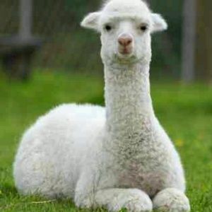 ☆Alexandra's Crafts and Closet☆